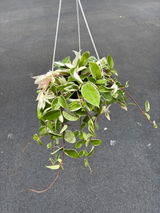 Etsy review photo