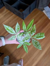 Etsy review photo