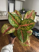 Etsy review photo