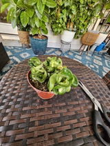 Etsy review photo