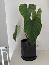 Etsy review photo