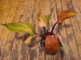 Etsy review photo