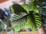 Etsy review photo