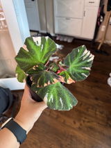 Etsy review photo