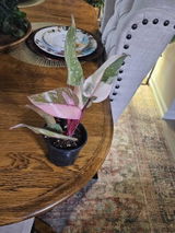 Etsy review photo