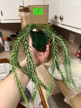 Etsy review photo