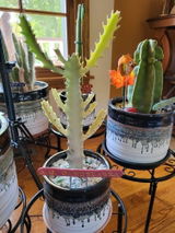 Etsy review photo