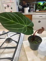 Etsy review photo