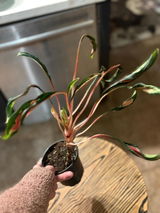 Etsy review photo