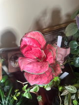 Etsy review photo