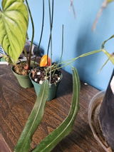Etsy review photo