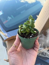 Etsy review photo