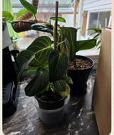 Etsy review photo