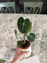 Etsy review photo