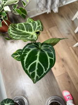 Etsy review photo
