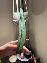 Etsy review photo