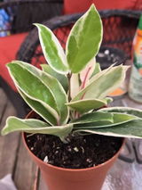 Etsy review photo