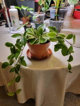 Etsy review photo
