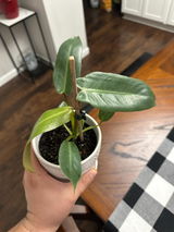 Etsy review photo