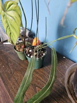 Etsy review photo