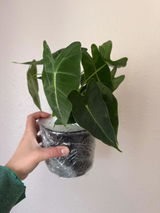 Etsy review photo