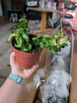 Etsy review photo