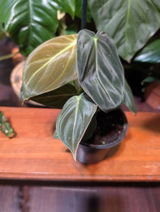 Etsy review photo