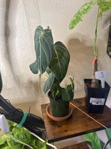 Etsy review photo