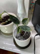 Etsy review photo