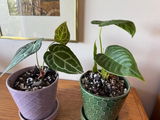 Etsy review photo