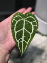Etsy review photo