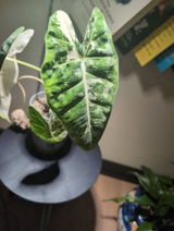 Etsy review photo