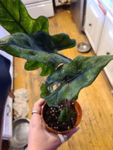 Etsy review photo