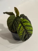Etsy review photo