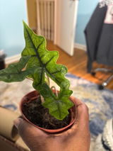Etsy review photo