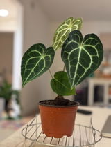 Etsy review photo