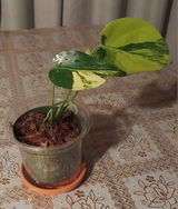 Etsy review photo
