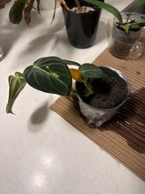 Etsy review photo