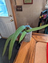 Etsy review photo