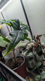 Etsy review photo