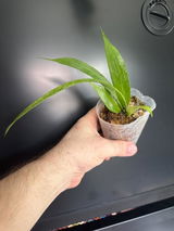 Etsy review photo