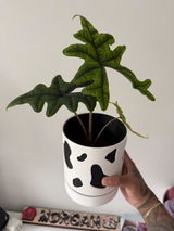 Etsy review photo