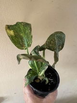 Etsy review photo