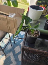 Etsy review photo