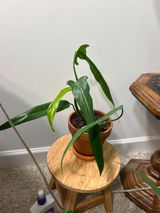 Etsy review photo