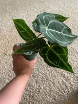 Etsy review photo