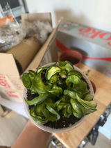 Etsy review photo