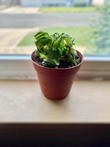 Etsy review photo
