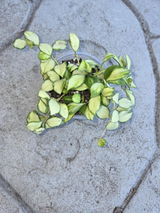 Etsy review photo