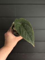 Etsy review photo